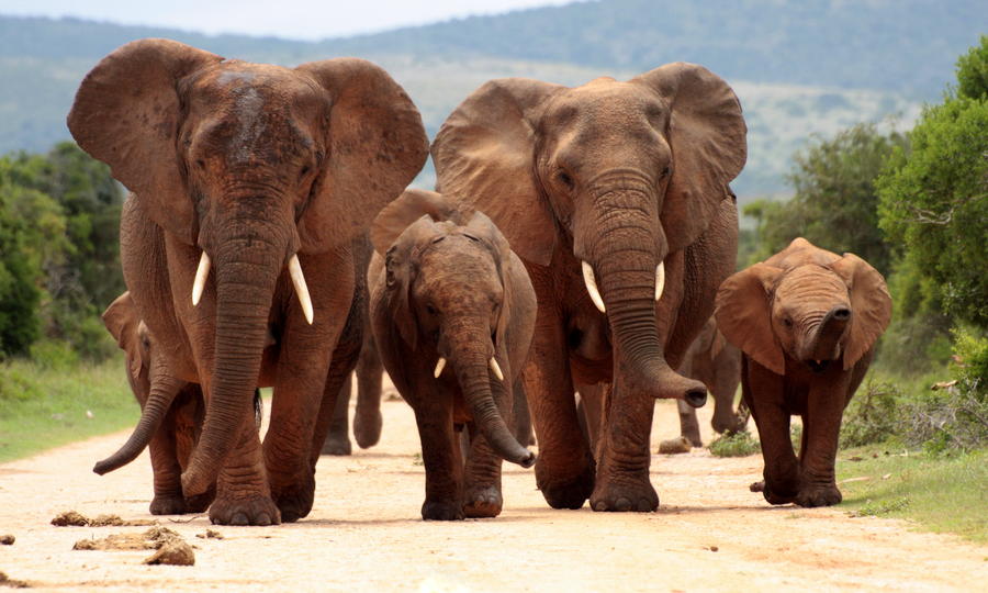 A herd of elephant walk towards the camera with all of them moving their trunks and smelling me. Taken in Addo Elephant National Park, South Africa