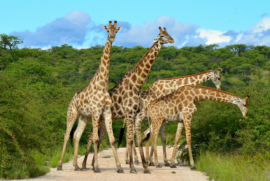 giraffes overcrowding