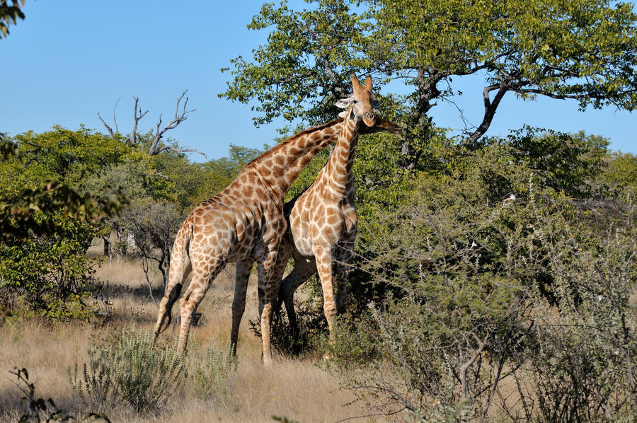 Necking Giraffes in the Etosha National Park, Namibiai