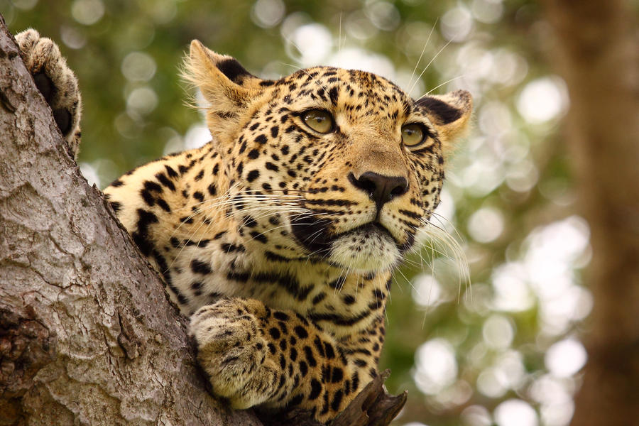 Leopard high up in tree
