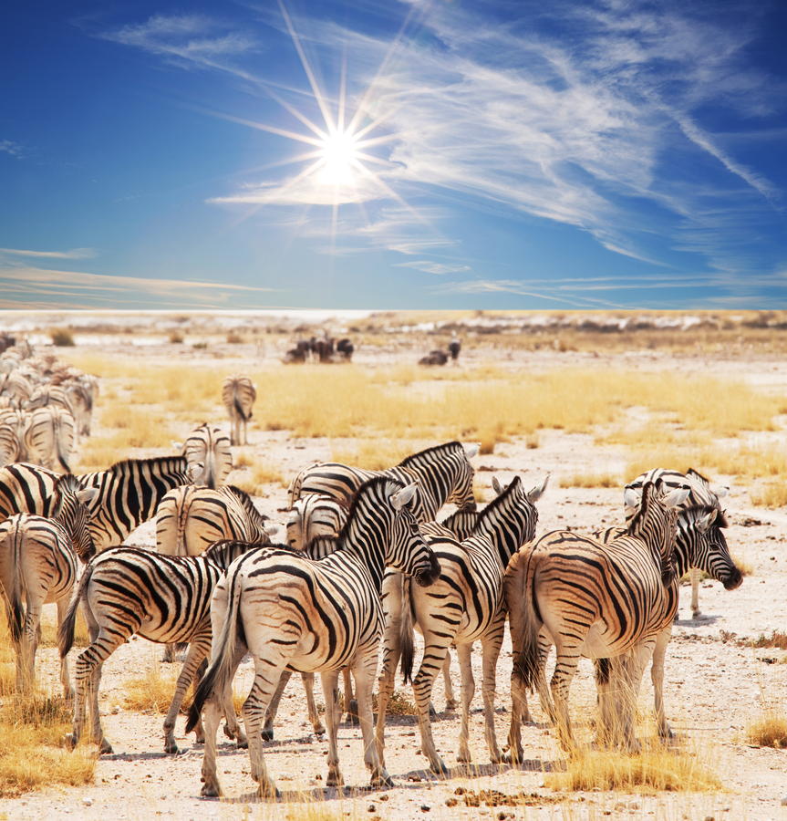 zebras on waterhole