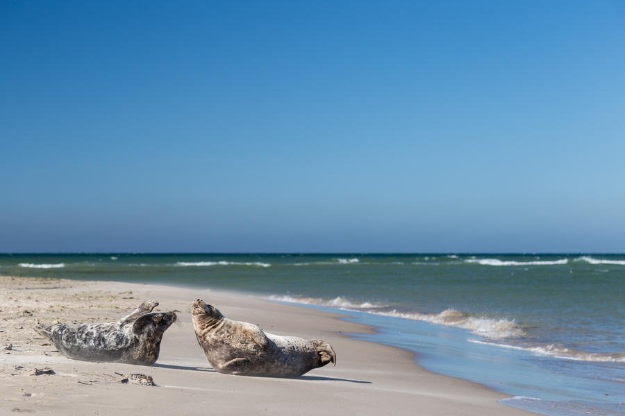 Denmark, Jutland, Skagen. Sandy beach with beautiful clear blue sky. Two seals on the beach.