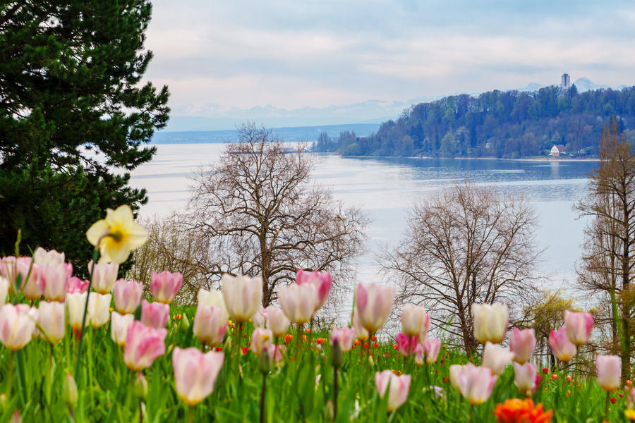 Colorfull spring flowers on the island of flowers Mainau, Lake Constance, Germany