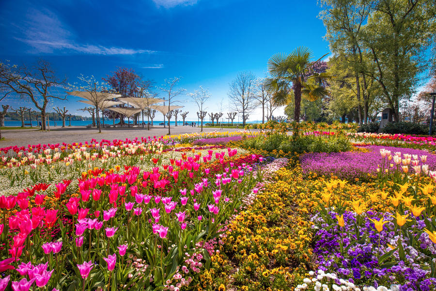 Flowers (tulips, Palms) in the centre of Konstanz city park with Constance lake (Bodensee) in the background. Konstanz is a university city located at the western end of Lake Constance, Switzerland