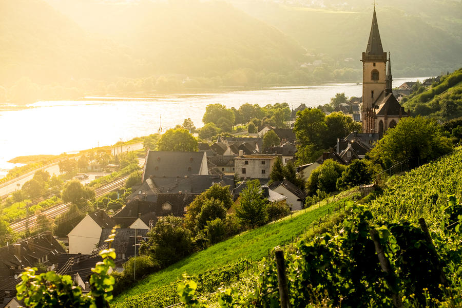 Vineyards around the village of Lorch in Rhine river Germany Europe
