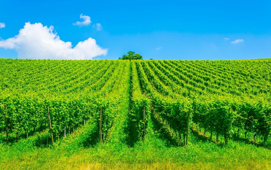 View of a green vineyard near Meersburg, Germany.