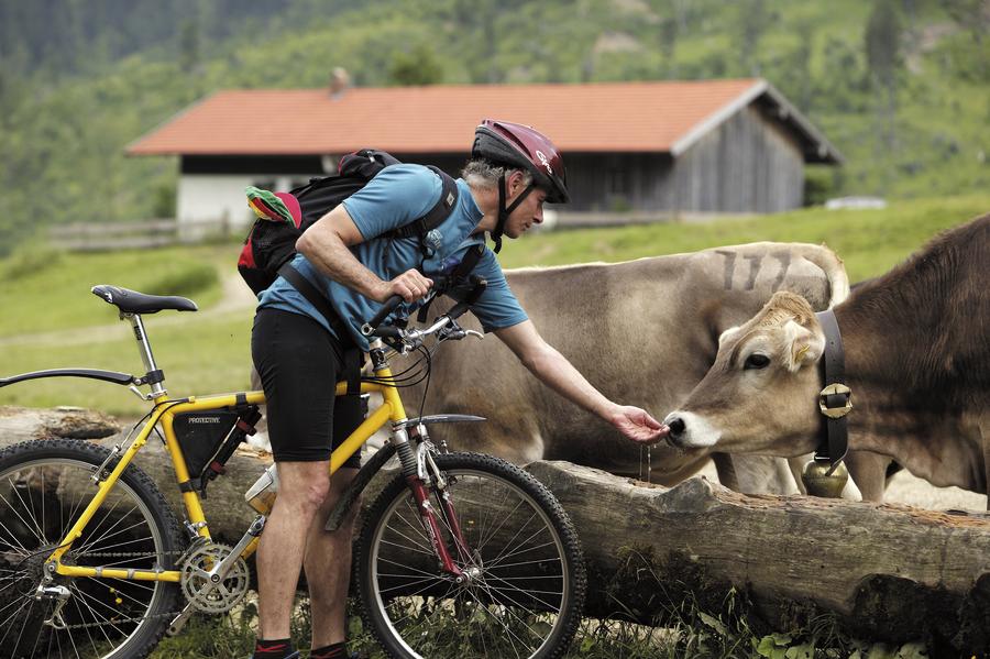 Radsport, Radtour, Bayern, Allgäu, Deutschland, Kuh