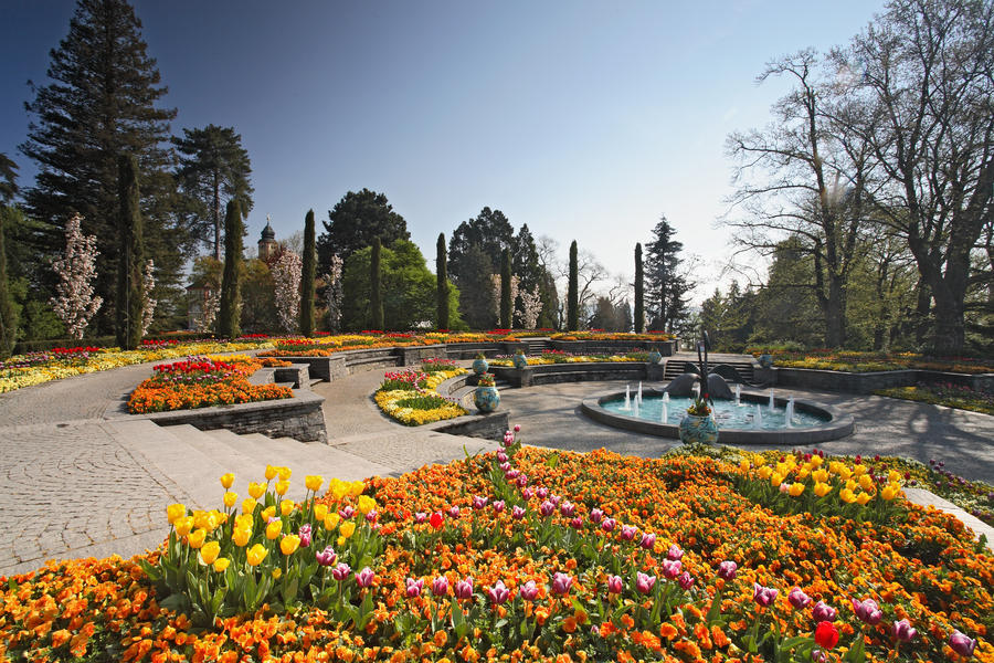 Stiefmuetterchen, Tulpen, Blumenfeld, Insel Mainau, Island, Pansy, Tulips, flowerfield