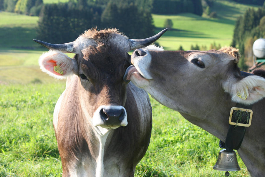 Geführte E-Mountainbike-Tour „Via Claudia Augusta​“