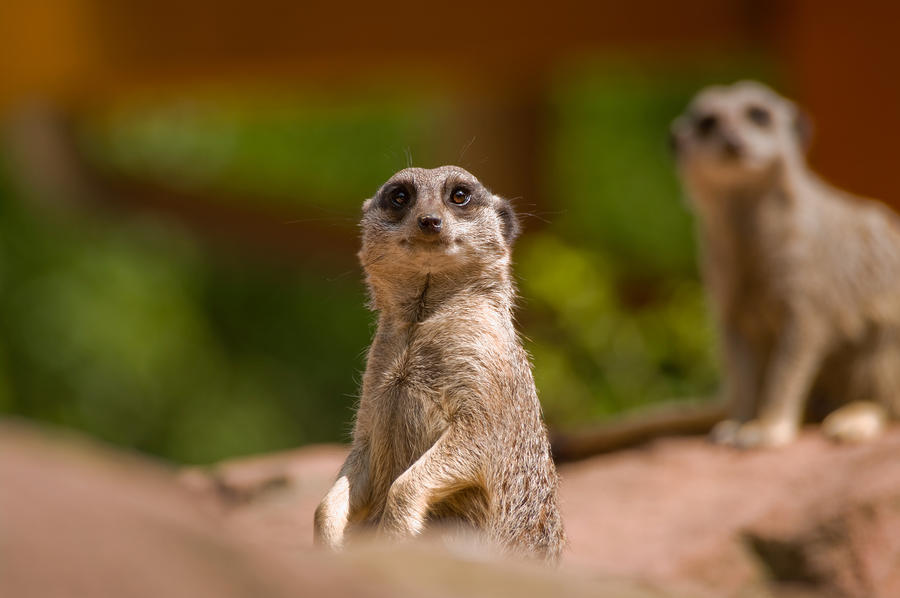 Watchful meerkat standing in alert