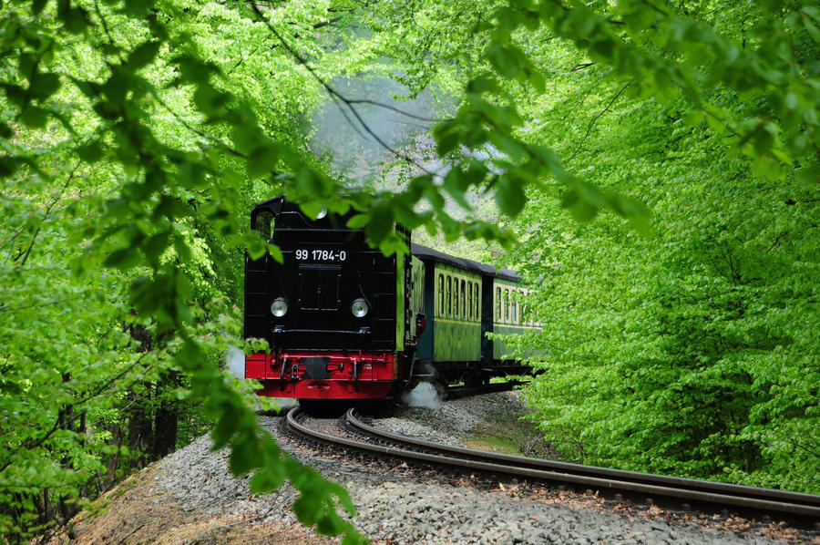Rapsblüte auf Rügen