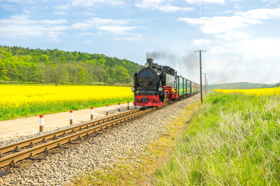Rapsblüte auf Rügen
