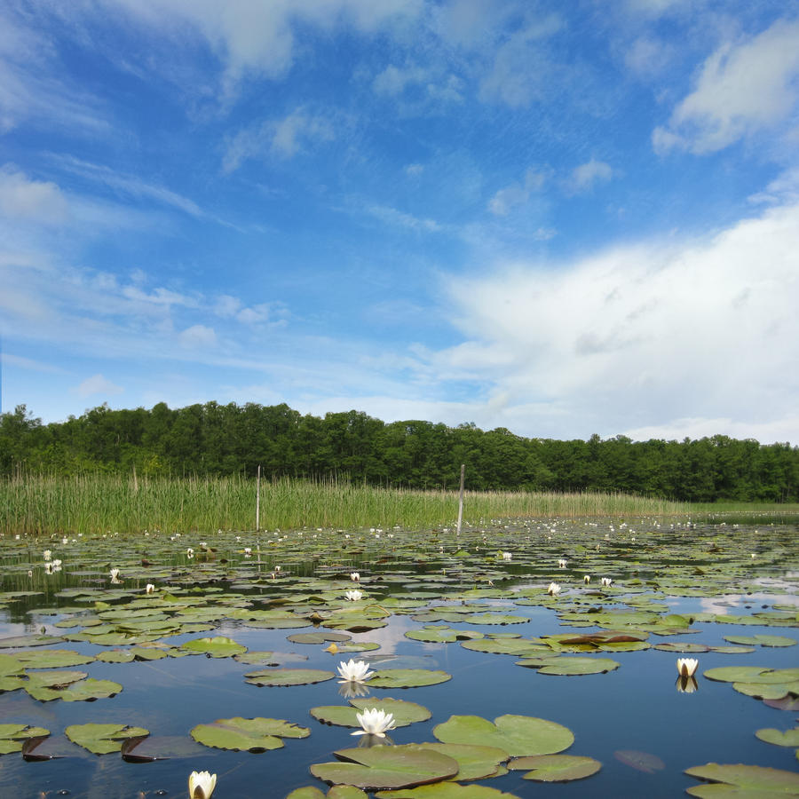 Idyllic lake mueritz with european white waterlily, forest in the background and blue sky