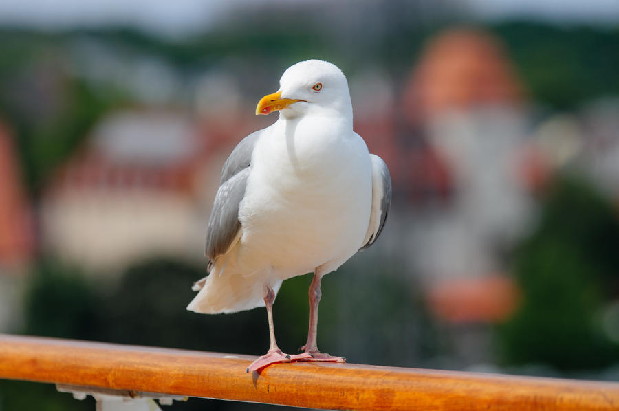 Herring gull, or lesser black-backed gull, on a ship&#39;s rail in Warnemunde, a resort on the Baltic Sea at the estuary of the river Warnow.Northern Germany