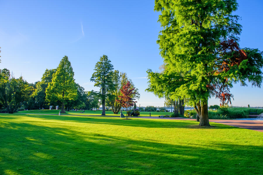 Town park with green tree, Bad Zwischenahn, Lower Saxony, Germany, copy space