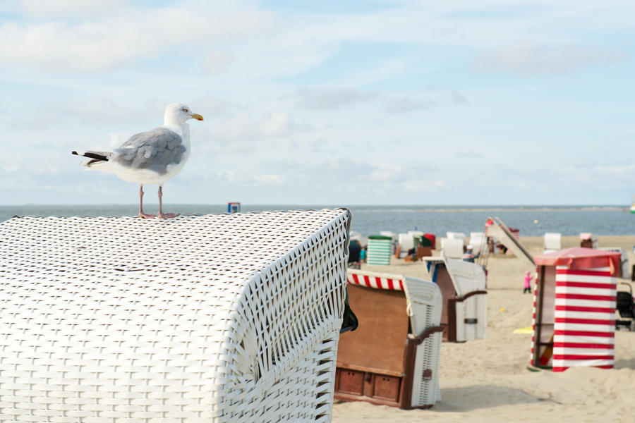 Sea gull on typical chairs at the beach of German wadden island Borkum