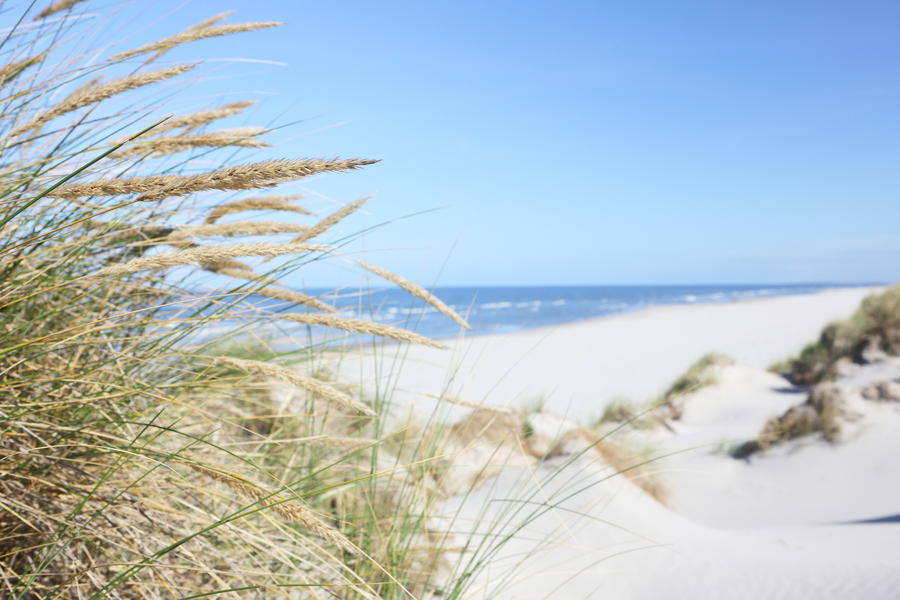 Beach and dune grass.
