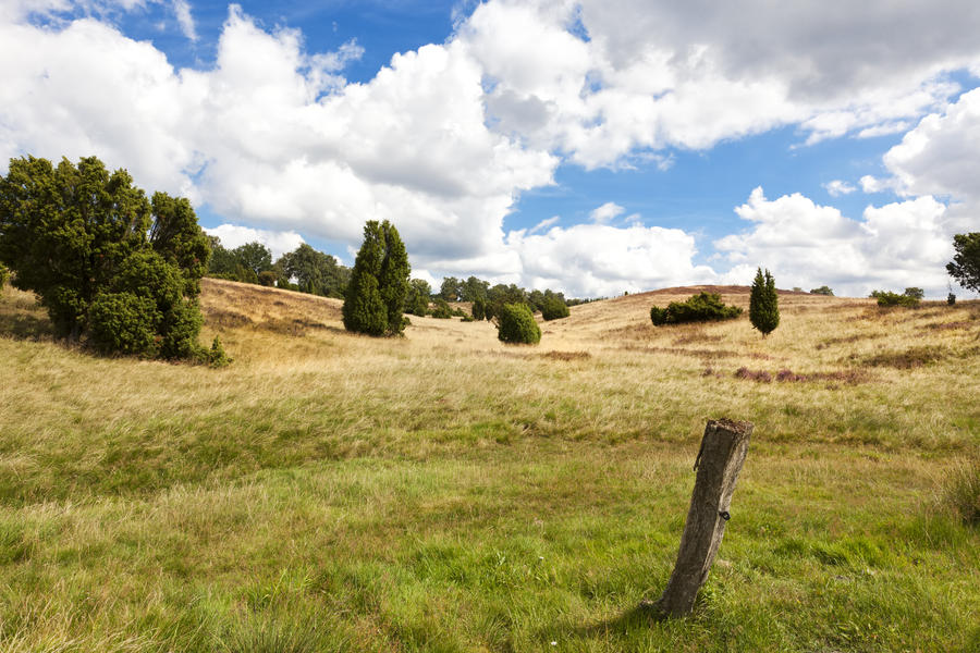 landscape at Lueneburg Heath nature reserve