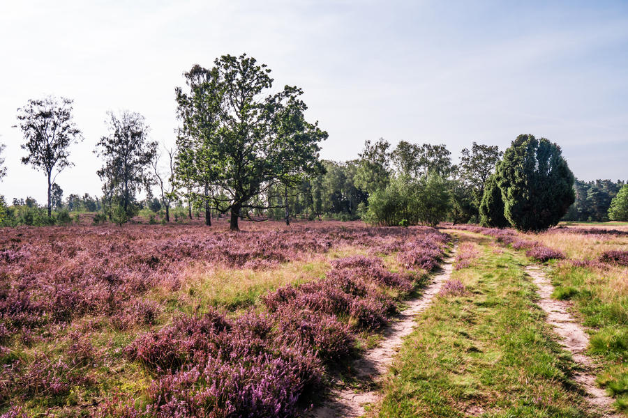 Lueneburger Heath