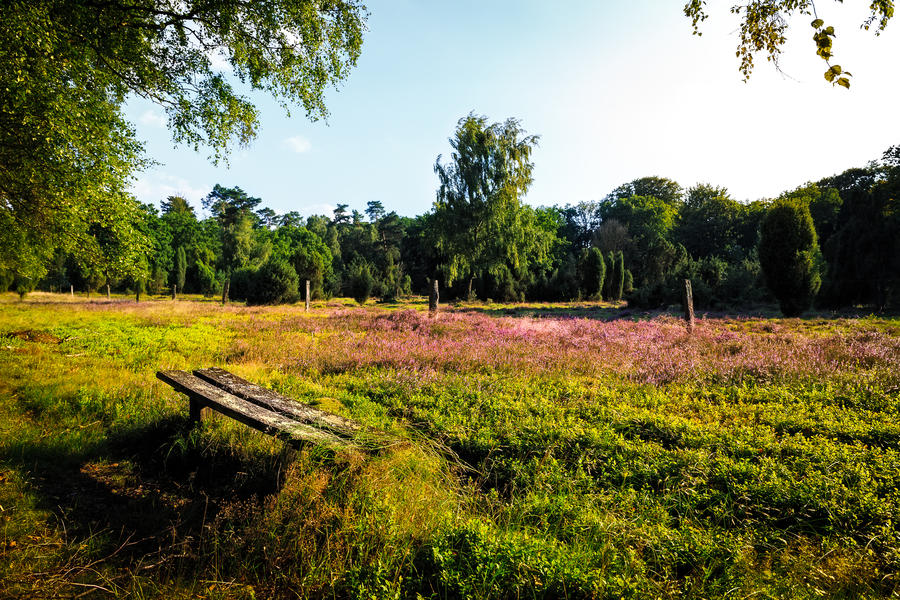 A bench in the Luneburg heath
