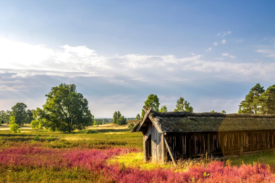 Lüneburger Heide, Niedersachsen, Deutschland