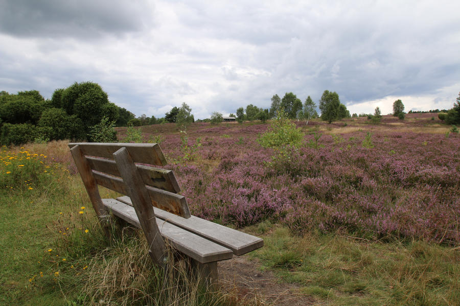 Beautiful blooming Lueneburger Heath