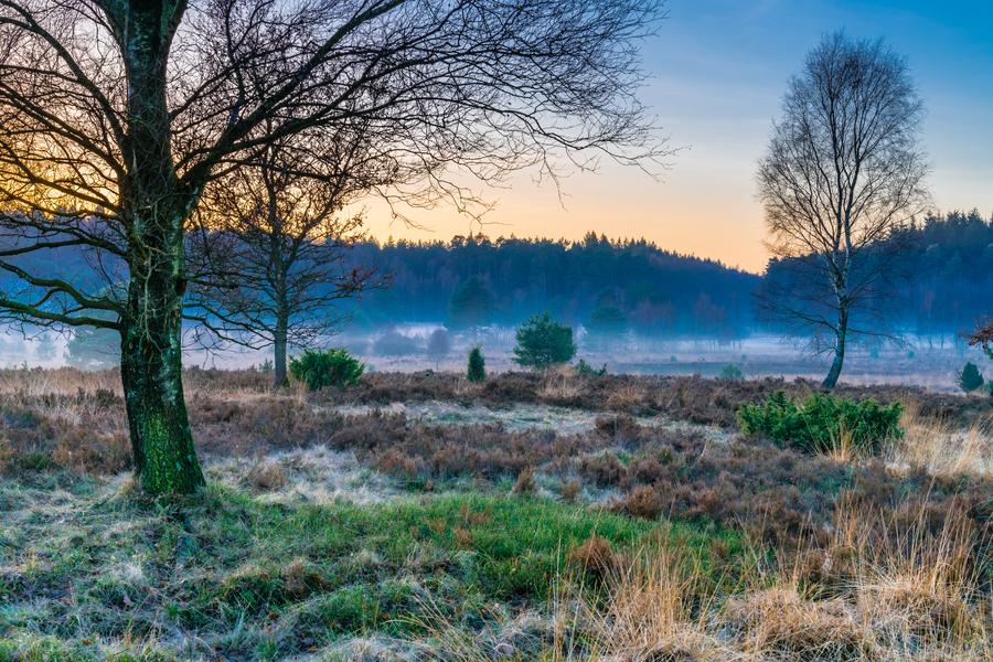 Lueneburg Heath Nature Park in winter with trees, meadows, heath and distant foggy woods at sundown.