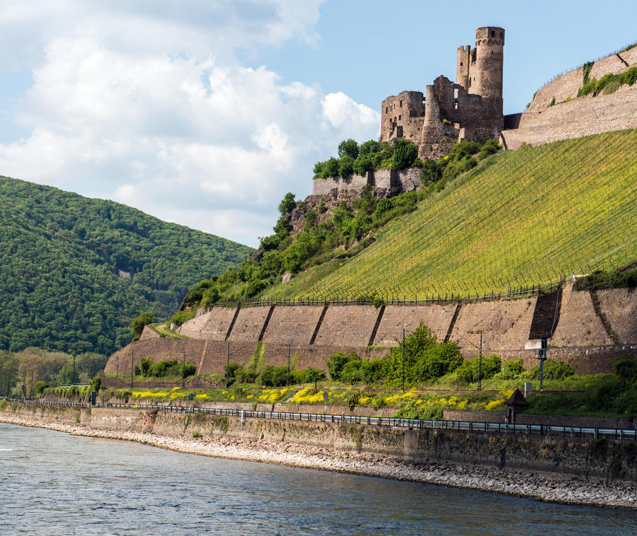 Landmark Rhine castle surrounded by vineyards in the famous Rhine Gorge north of Rudesheim, Germany