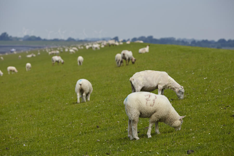 A dyke near Buesum in North Germany (Schleswig-Holstein, Dithmarschen) with some sheeps and green grass. The sheeps in the background are blurry.