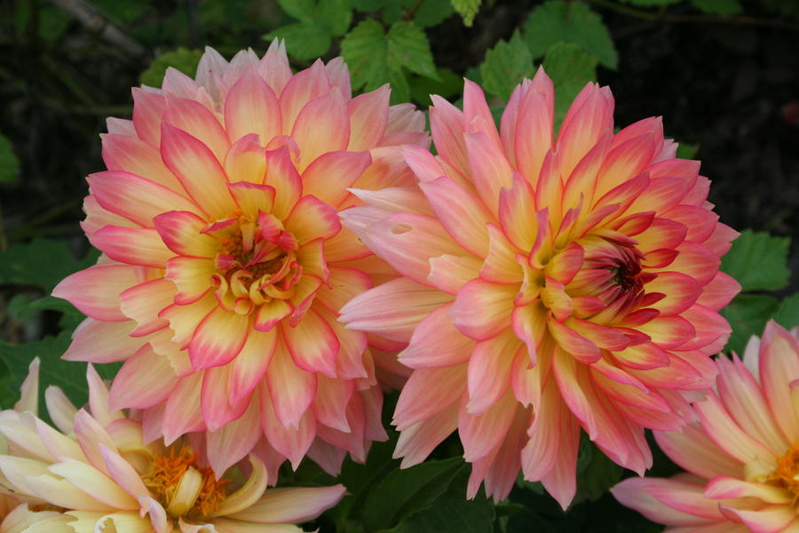 Landesgartenschau Neuss 2026