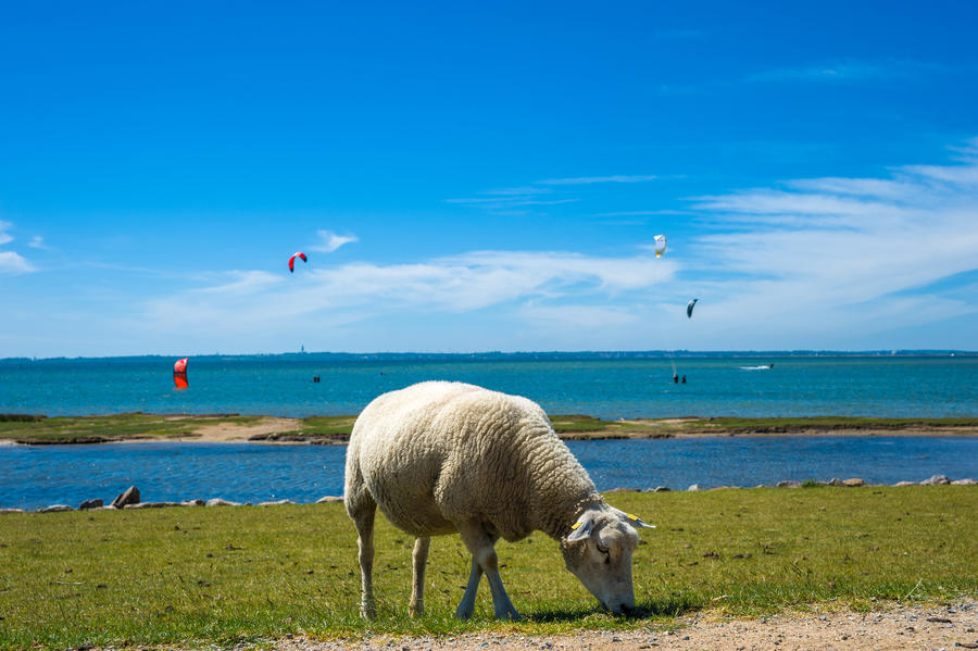 View over the flood embankment in Lemkenhafen, Fehmarn, Baltic Sea, Schleswig-Holstein, Germany, Europe