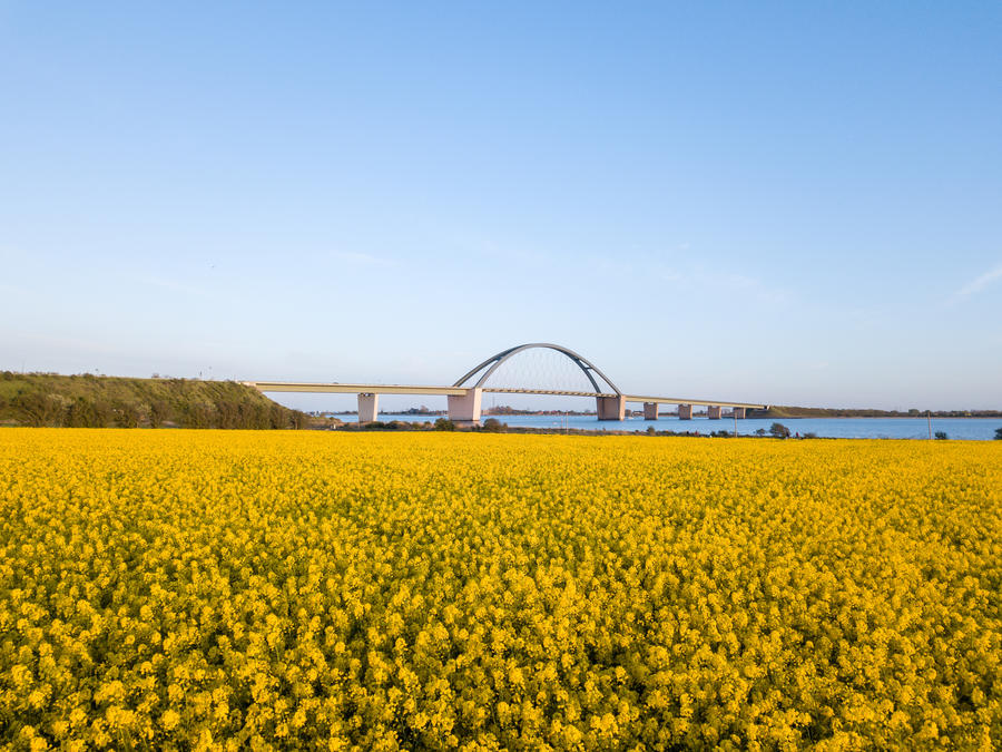 Fehmarn, Germany - May 11, 2019: Aerial drone view of Fehmarn Bridge and yellow rapeseed fields.