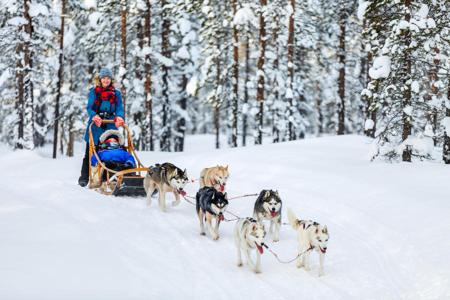 Husky dogs are pulling sledge with family at winter forest in Lapland Finland