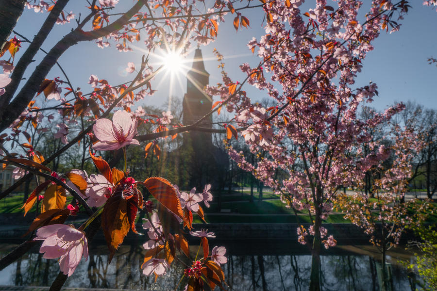 Cherry blossoms against bright sunlight with silhouette of Turku Cathedral in background in Turku, Finland