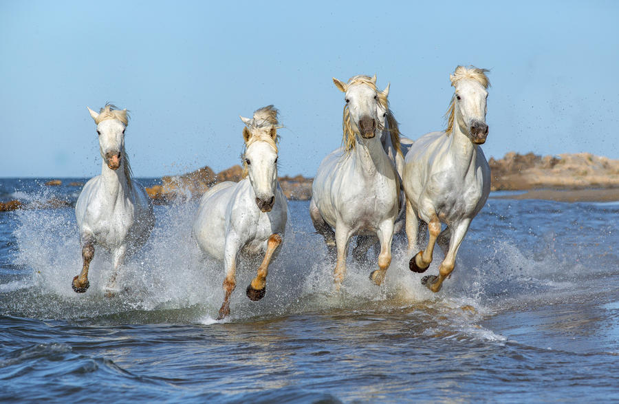 White Camargue Horses galloping along the beach in Parc Regional de Camargue - Provence, France