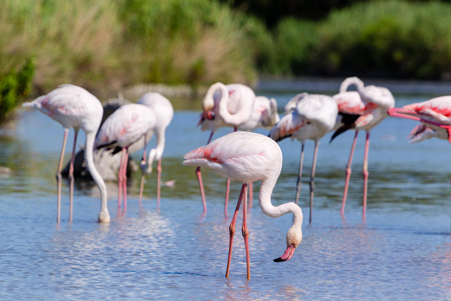 pink flamingo of the Camargue, France