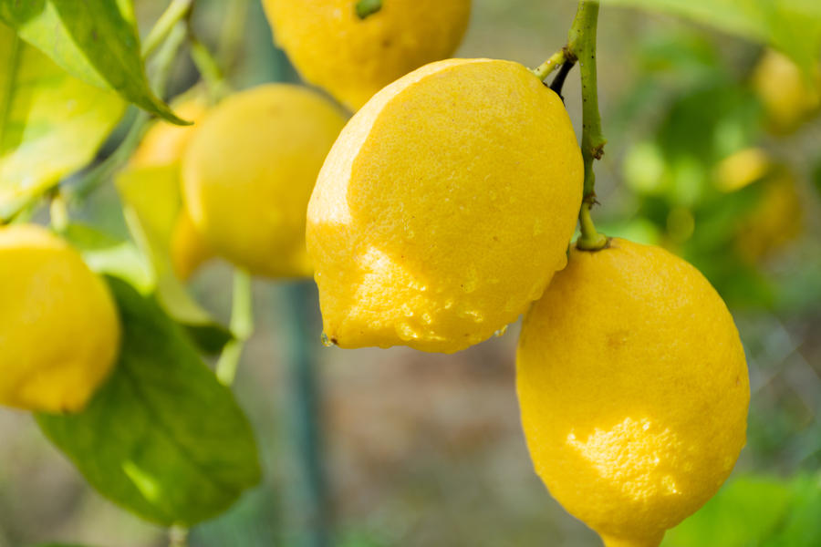 Ripe lemons hanging on a tree in Corfu, Greece with the leaves in the garden