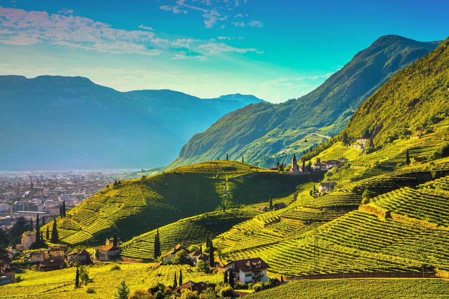 Vineyards view in Santa Maddalena Rencio Bolzano. Trentino Alto Adige Sud Tyrol, Italy, Europe.