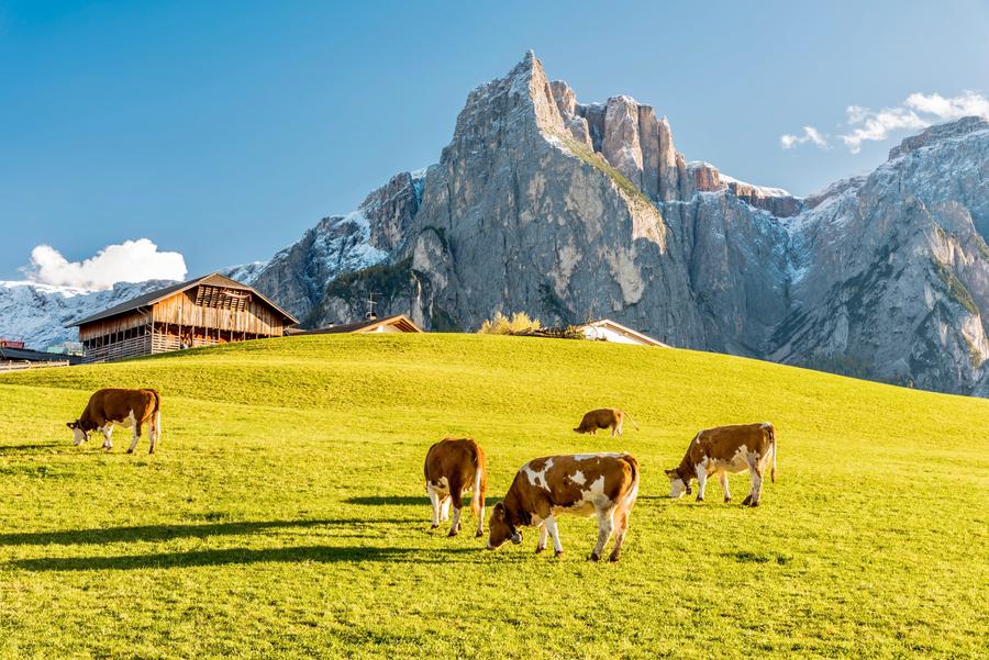 high mountain pastures in autumn with rocky mountains with snow and colorful trees plateau of Siusi Alps in Trentino Alto Adige Italy