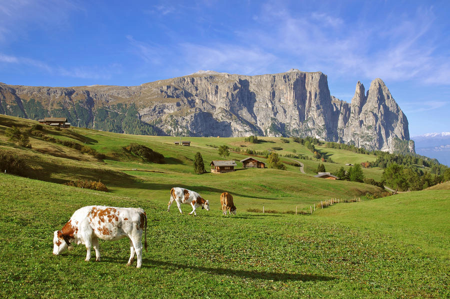 Seiseralm Plateau,Schlern Mountain,South Tyrol,Trentino,Alto Adige,Italy