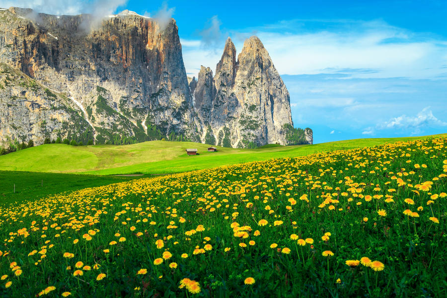 Alpe di Siusi - Seiser Alm with Sciliar - Schlern mountain group. Amazing spring fields with yellow dandelion flowers and high mountains, Dolomites, Trentino Alto Adige, South Tyrol, Italy, Europe