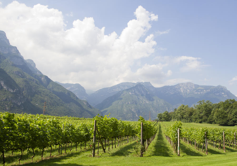 The Dolomites can be seen in Trento, north of Italy. Wine production is one of the main industries in this area.
