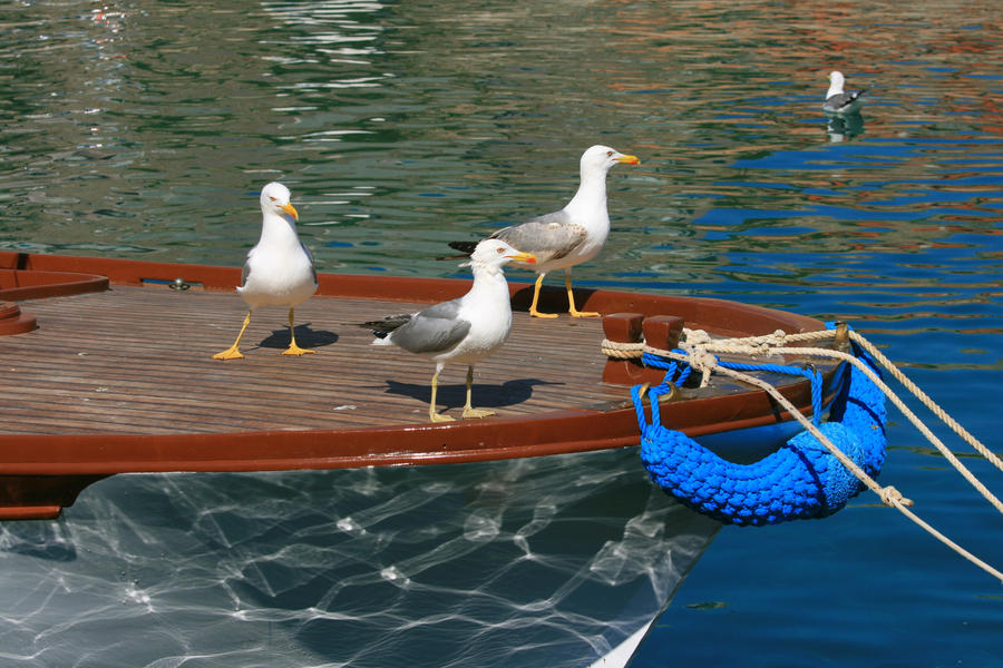 Three seagull on the wooden fishing boat with the sea in the background