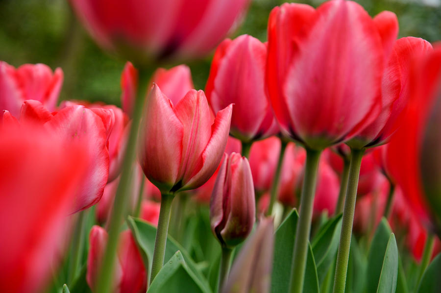 Keukenhof und die Tulpenfelder