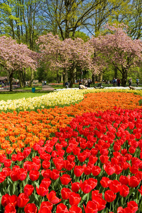 Keukenhof - Largest flower garden in Europe - Holland