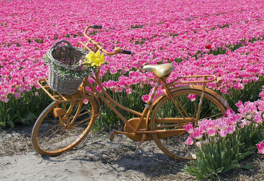 yellow bicycle with a basket in a pink tulip field