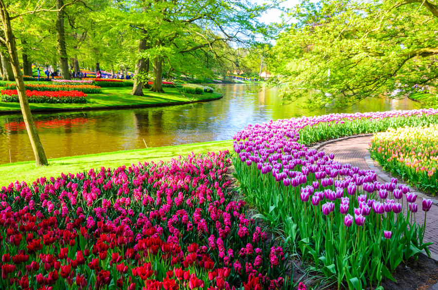 Blooming flowers in Keukenhof park in Netherlands, Europe.