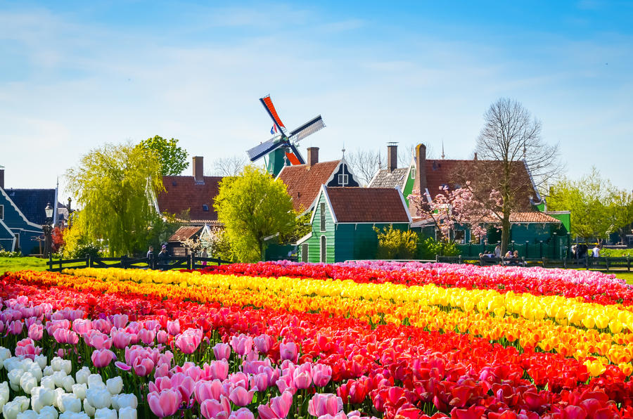 Radeln inmitten der Tulpenblüte