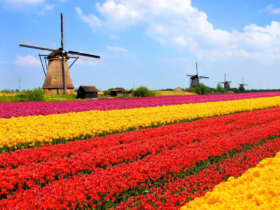 Vibrant tulips fields with windmills in the background, Netherlands