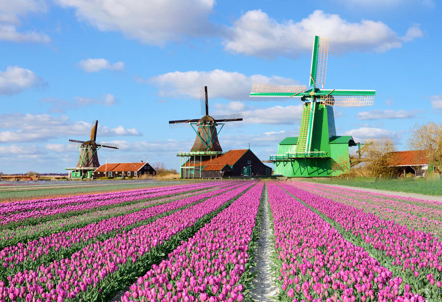 Fabulous landscape with tulips and aerial mill on the channel in Zaanse Schans, Holland on a background cloudy sky